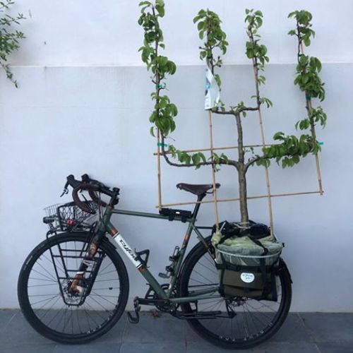 Einen Baum mit dem Fahrrad transportieren